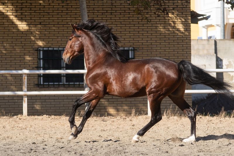 Lusitano