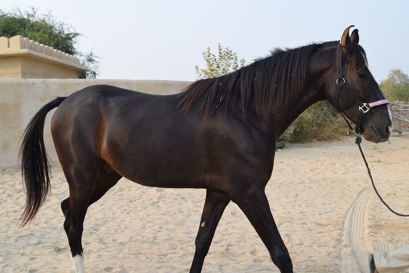 Marwari Horse