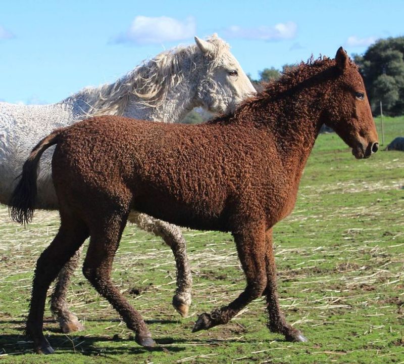 American Bashkir Curly Horse