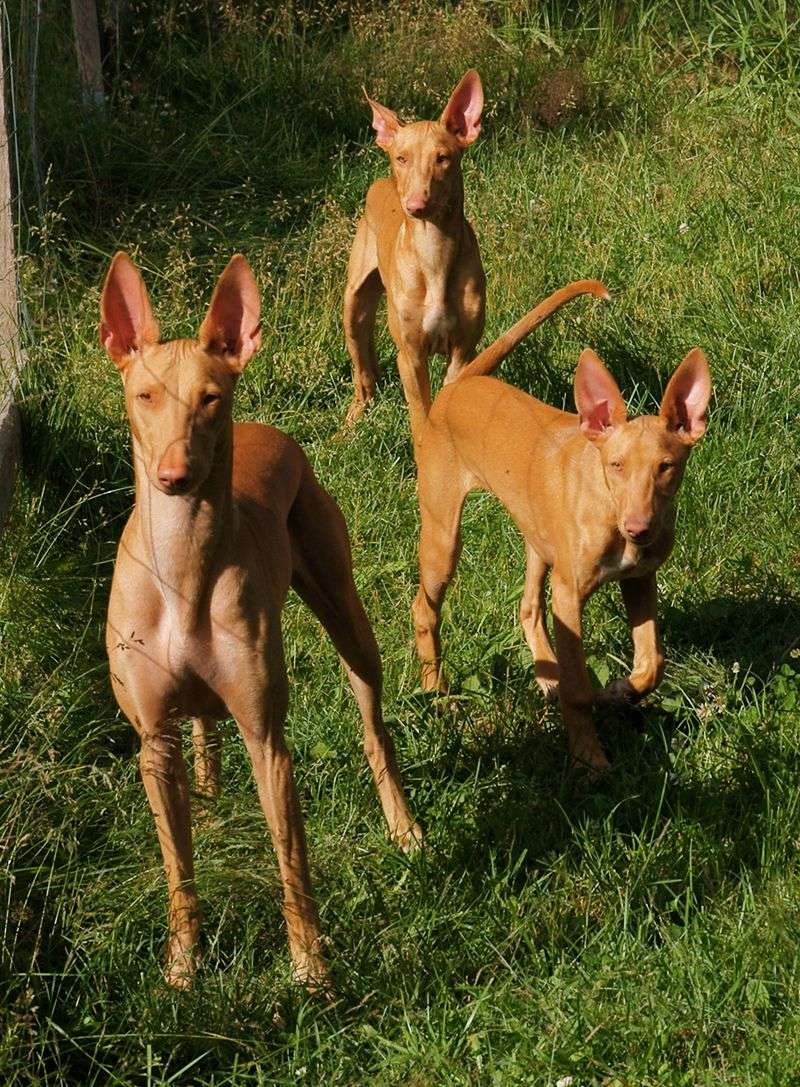 Pharaoh Hound