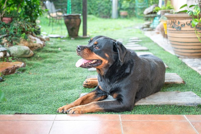 Rottweiler