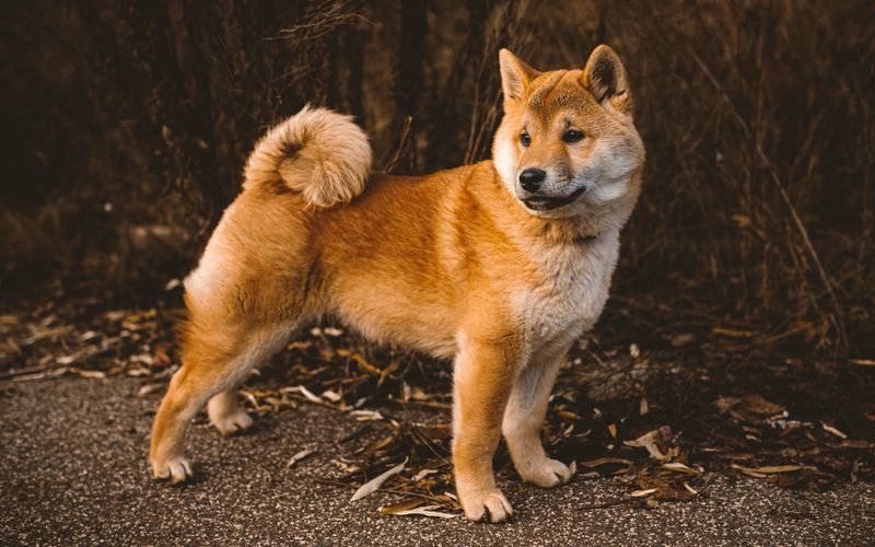 Shiba Inu