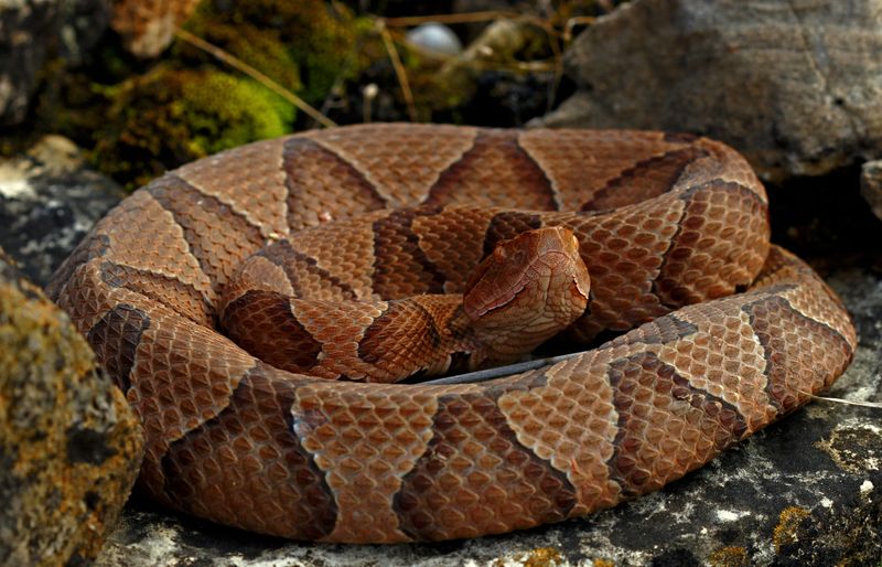 Oklahoma: The Sooner State's Reptilian Residents