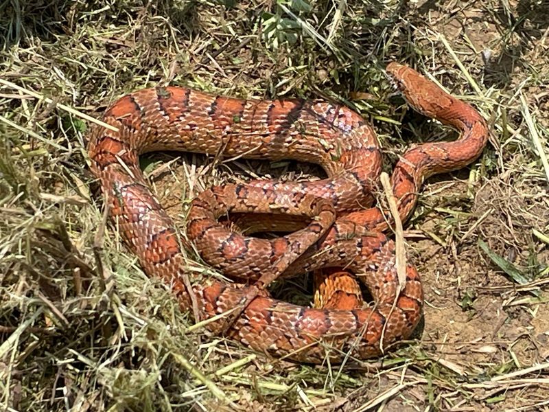 Alabama: A Biodiversity Haven