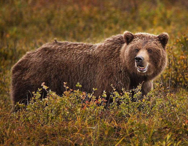Alaska - Grizzly Bear