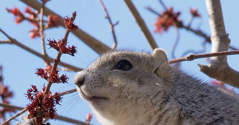 Delmarva Peninsula Fox Squirrel