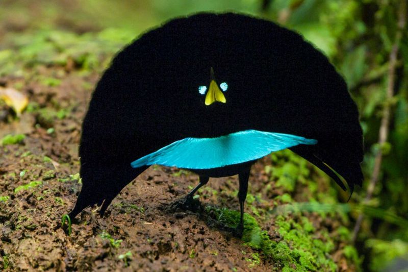 Mating Dances