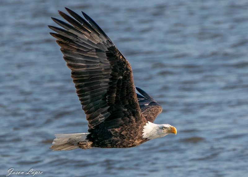Missouri - Eagle Watching Along the Mighty Mississippi