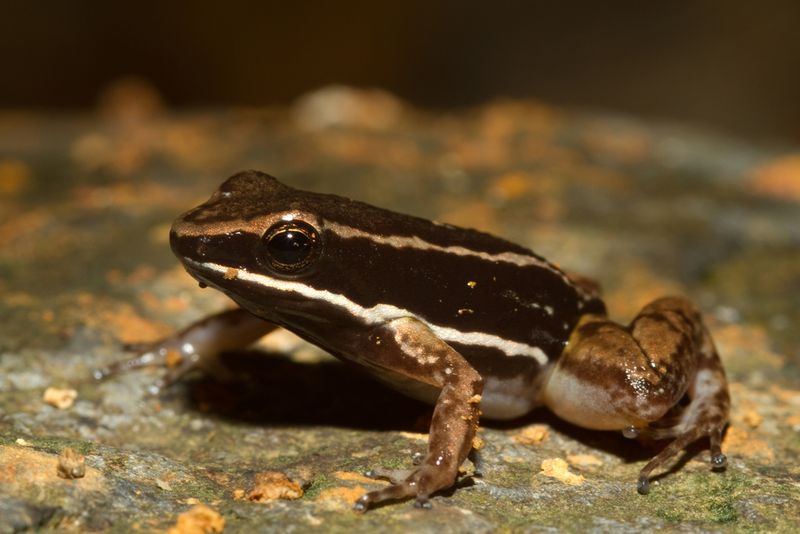 Striped Rocket Frog