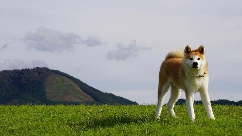 Akita Inu