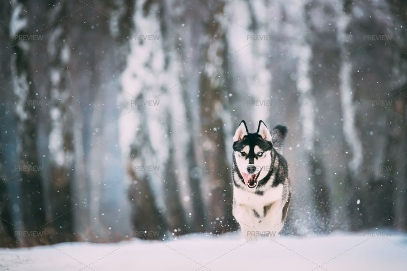 Siberian Husky