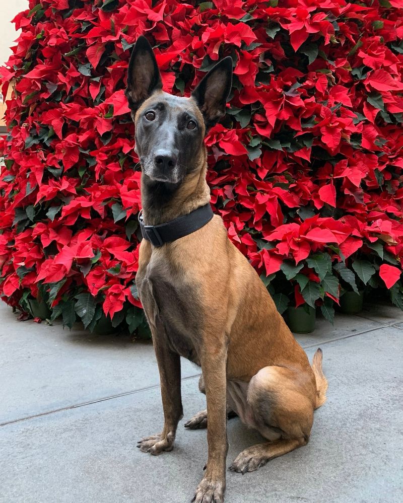 Belgian Malinois