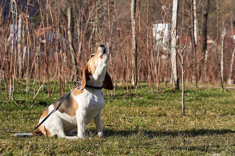 Beagle