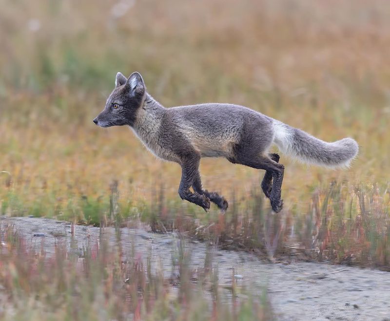 Alaskan Wilderness Journey