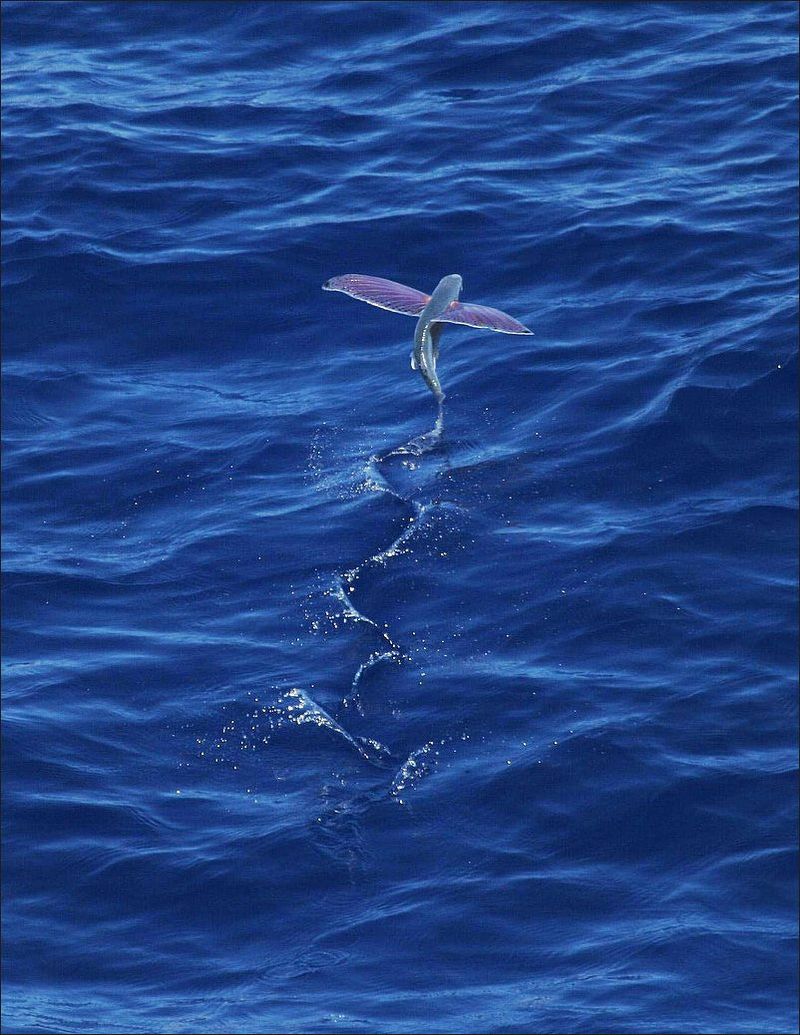 Flying Fish