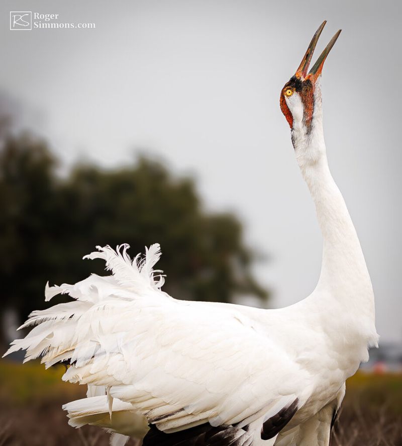 Whooping Crane