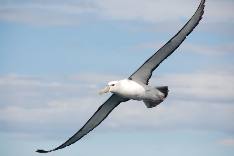 Albatross Wingspan