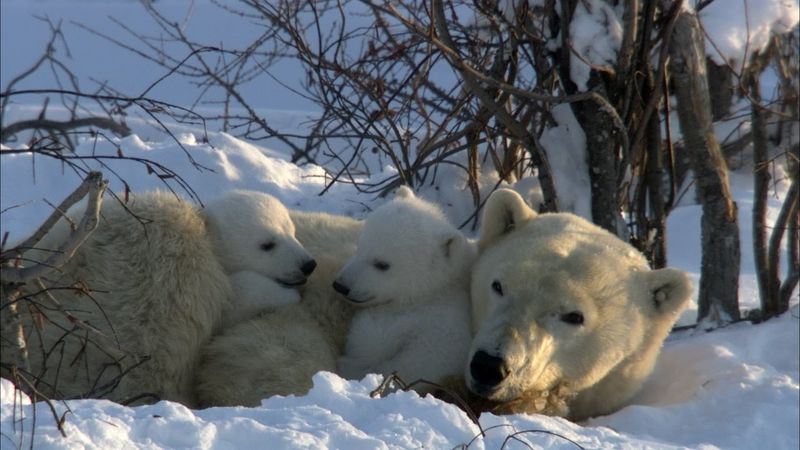 Polar Bear
