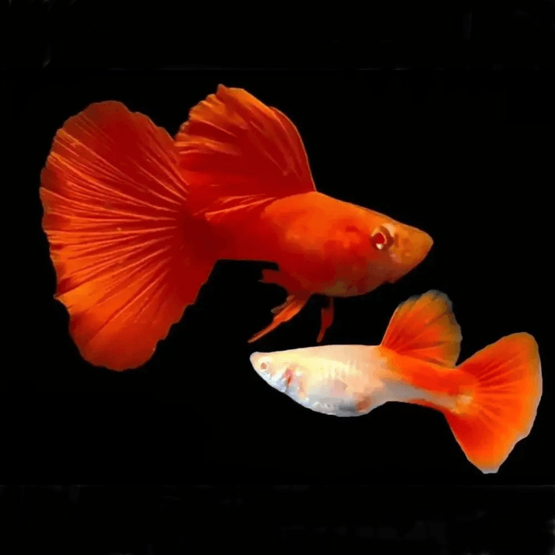Albino Full Red Guppy