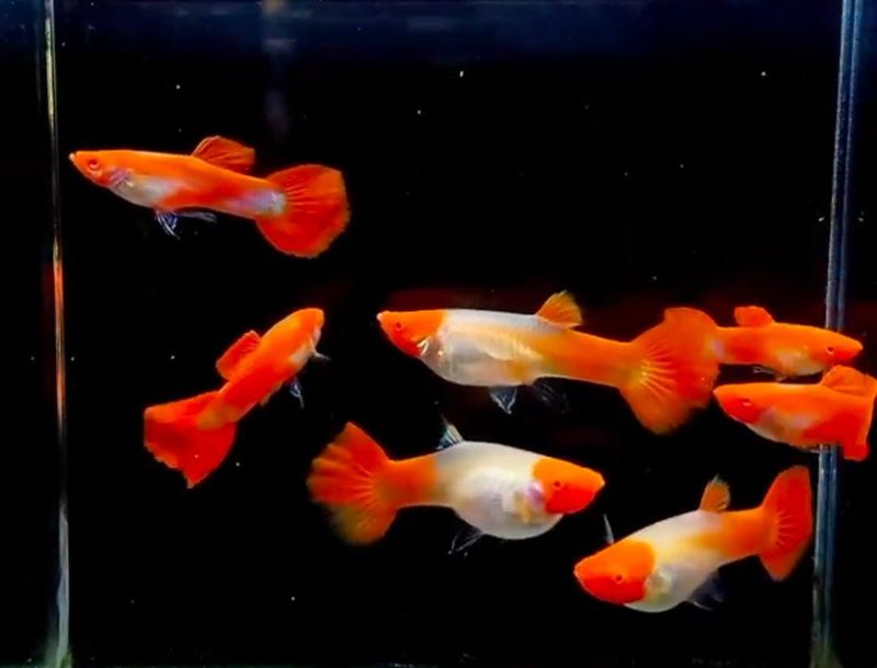 Albino Koi Guppy