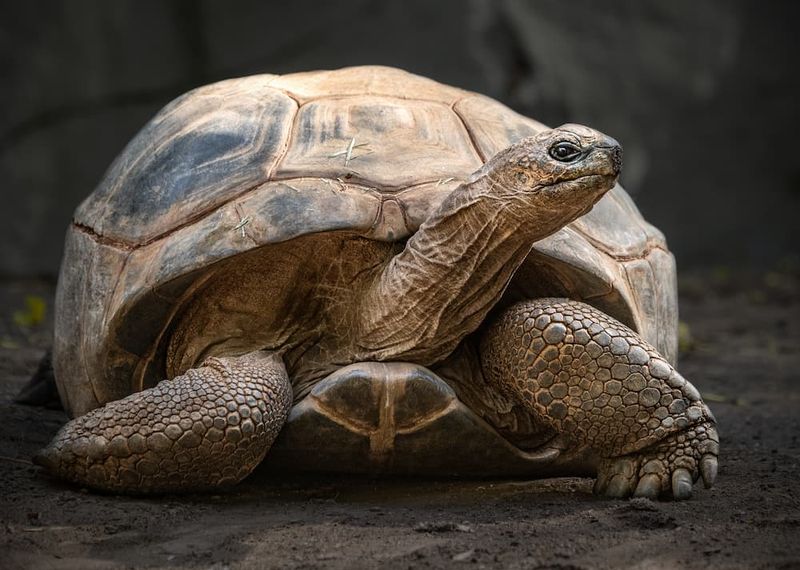 Aldabra Giant Tortoise