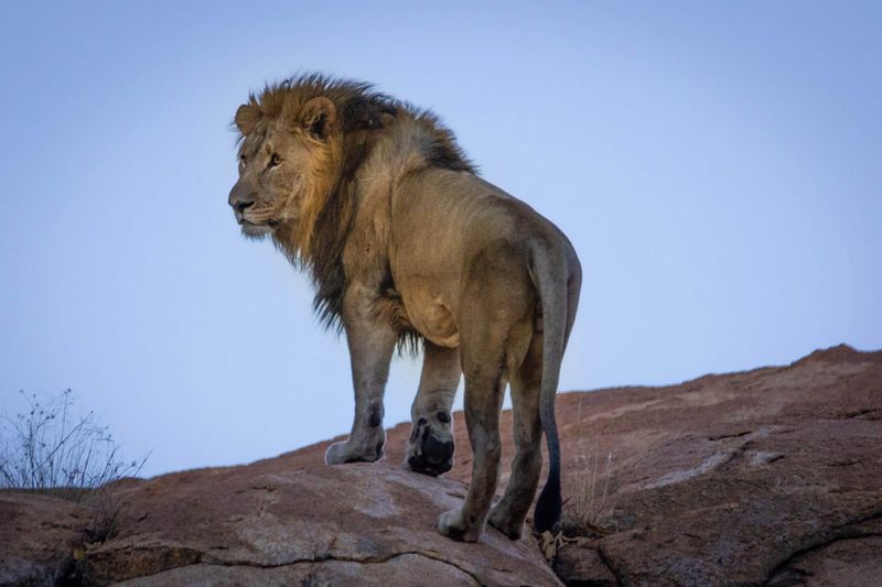 Lions Are Solely Nocturnal Hunters
