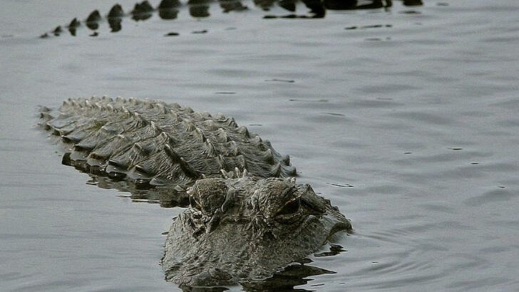 Alligator Alert: Safe Swimming Spots in North Carolina