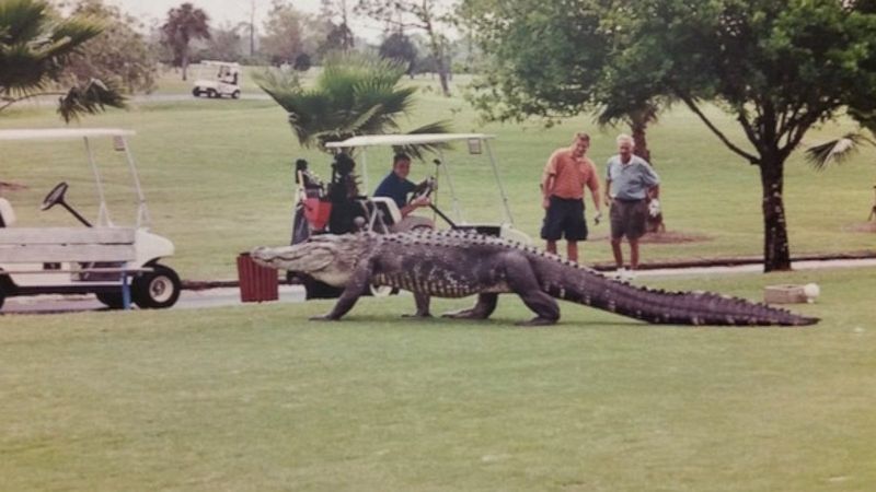 Alligator Ambush on the Green