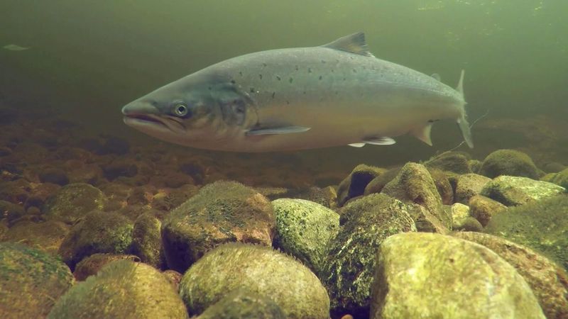 Atlantic Salmon