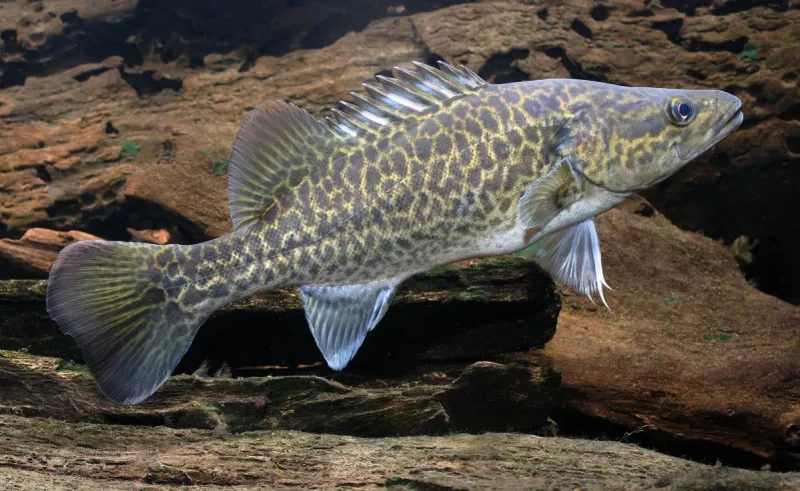 Murray Cod