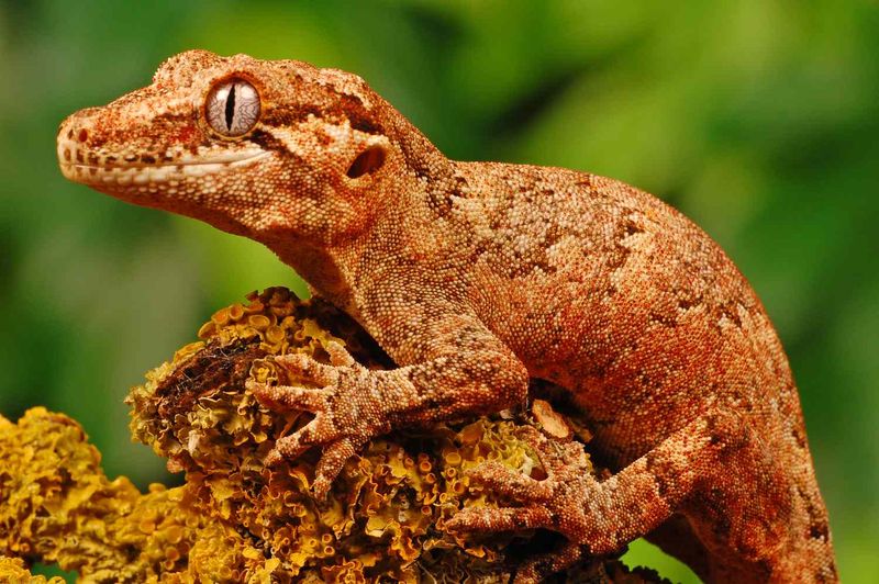 Endangered Reptiles