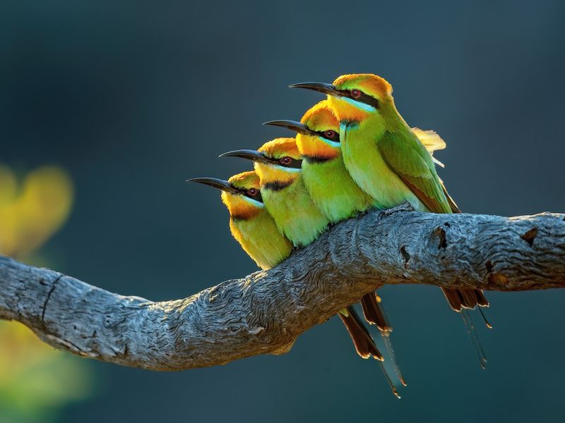 Bee-eater