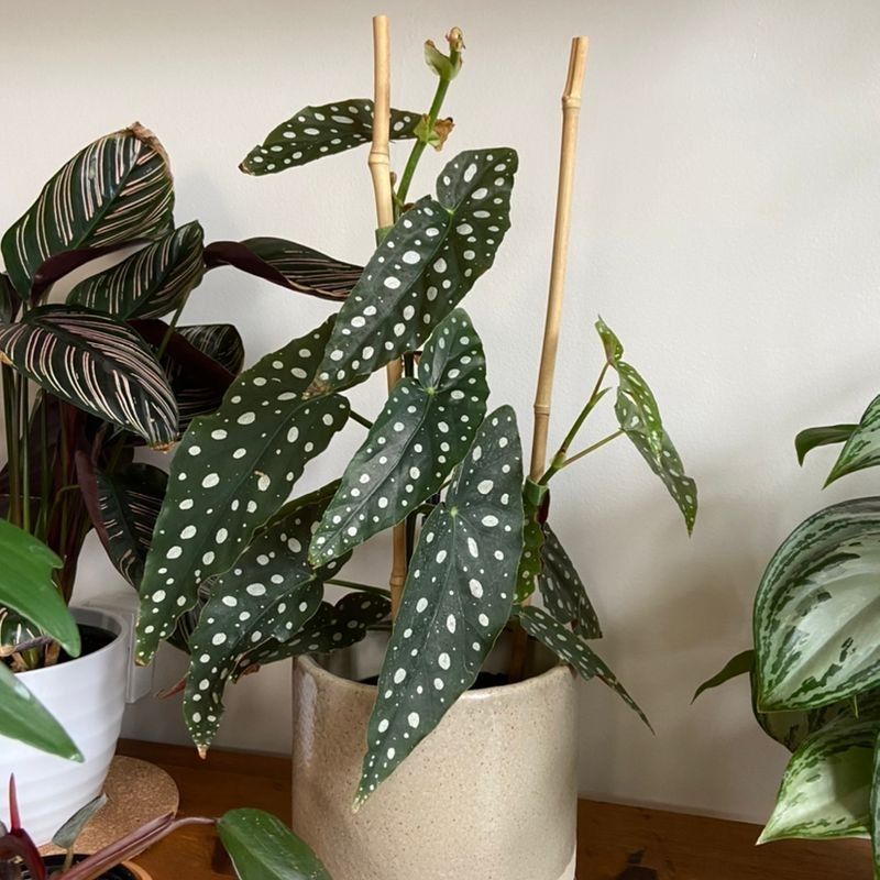 Begonia