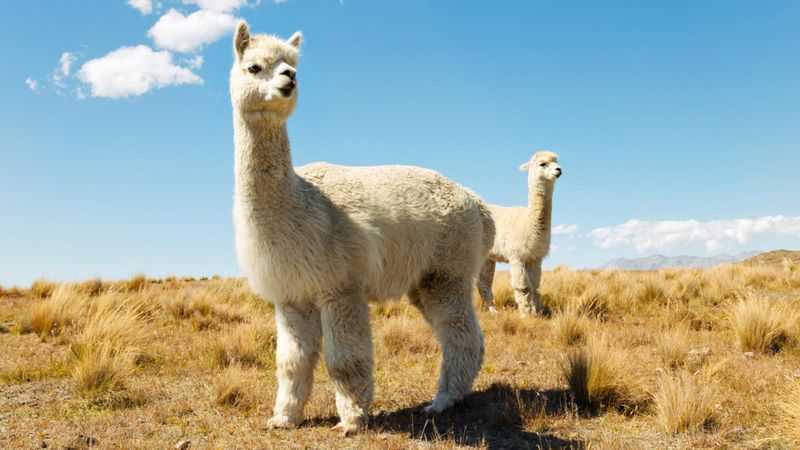 Alpaca