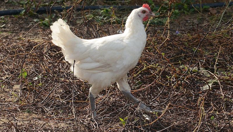 Bresse Chickens