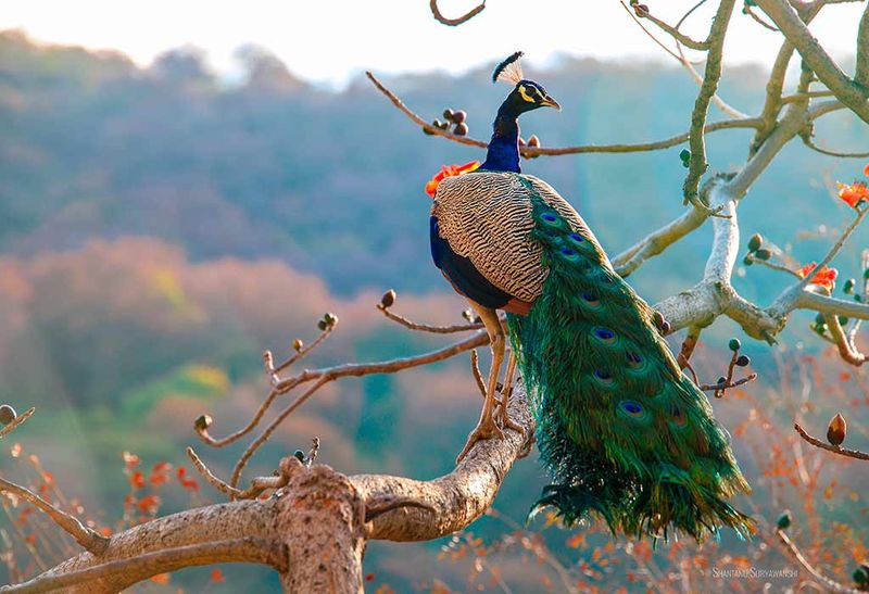 Peacocks