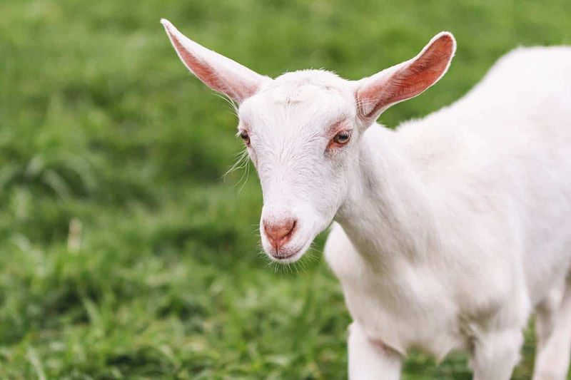Saanen Goat