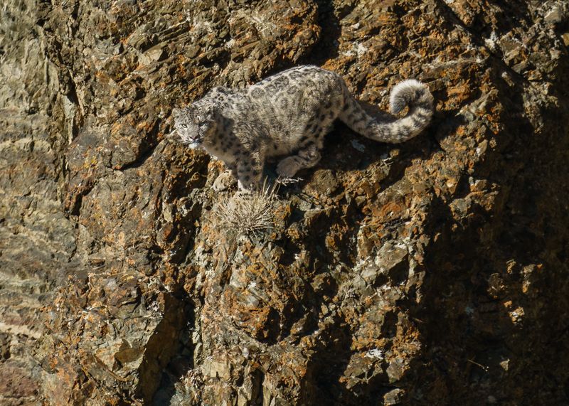 Snow Leopard