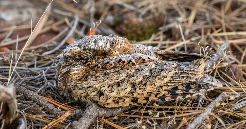Common Poorwill