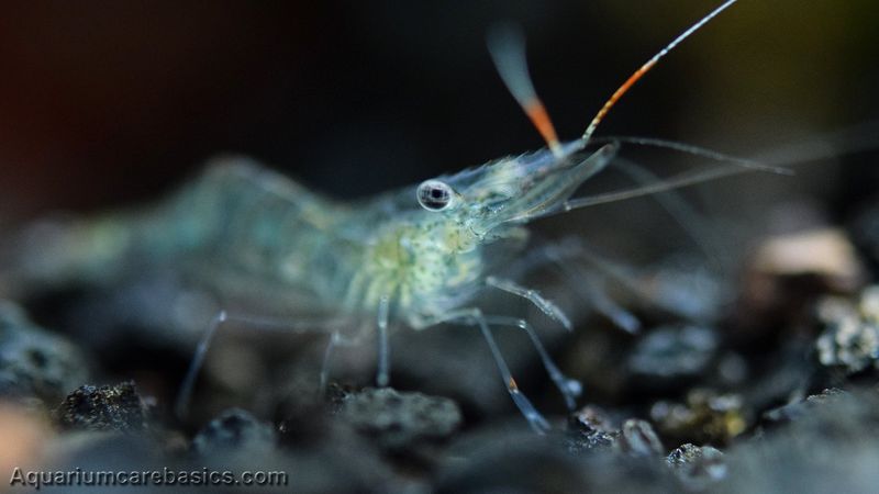 Ghost Shrimp
