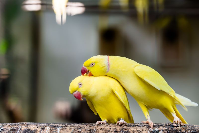 Indian Ringneck Parakeet