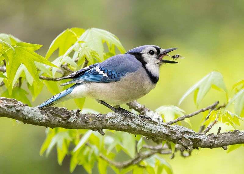 Blue Jay