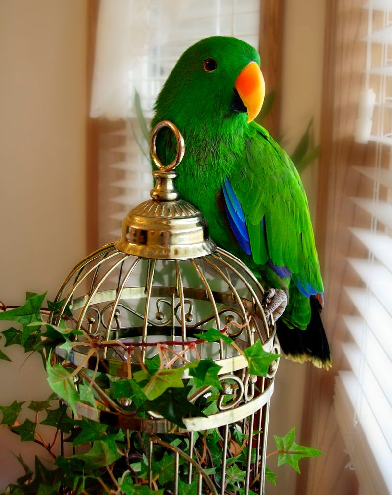 Eclectus Parrot