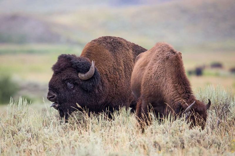 Bison