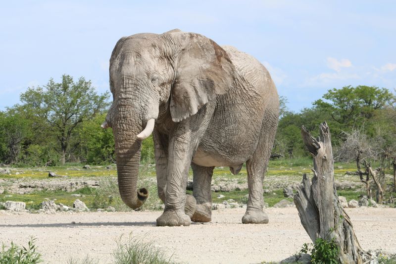 African Elephant