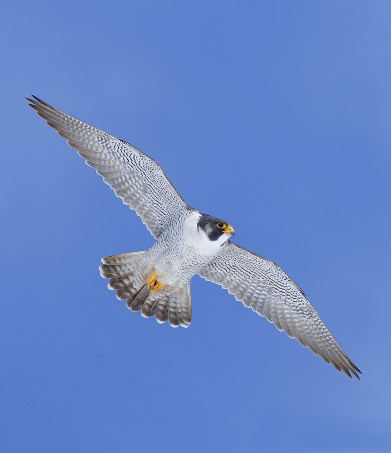 Peregrine Falcon