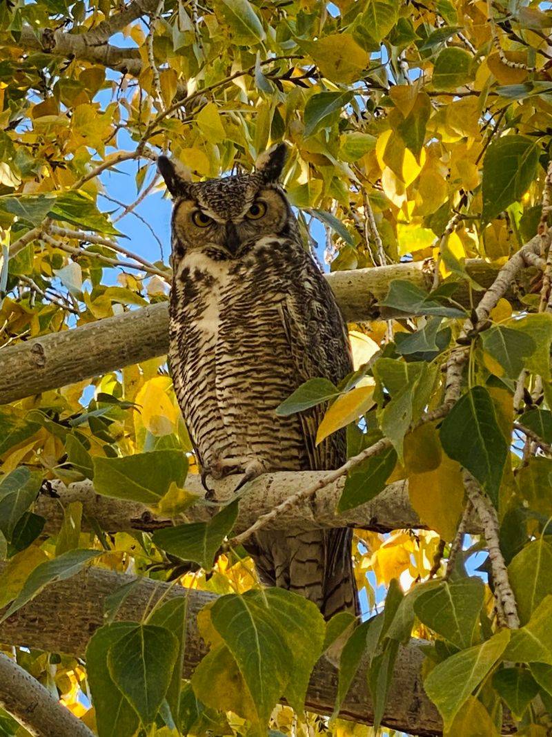 Great Horned Owl