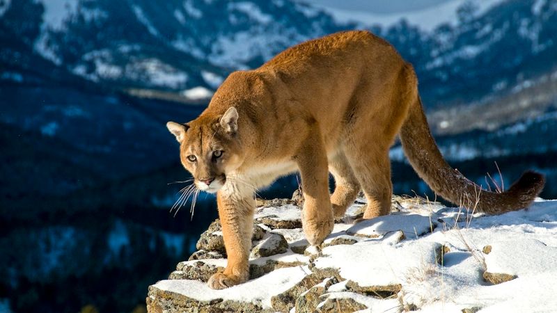Cougar (Mountain Lion)