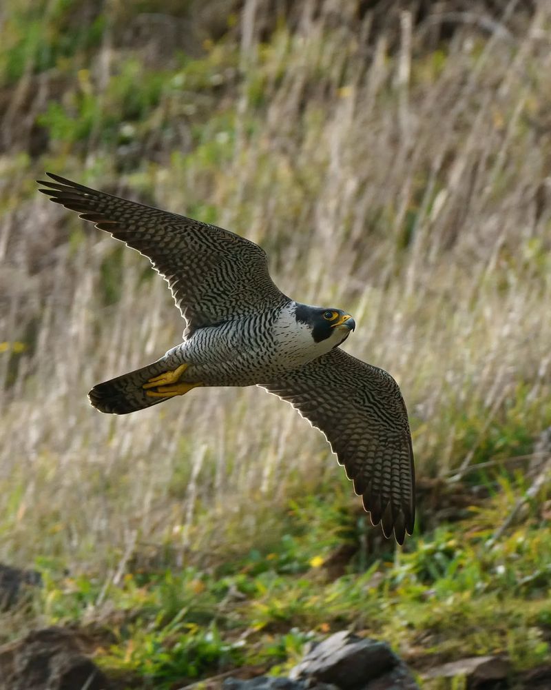 Peregrine Falcon