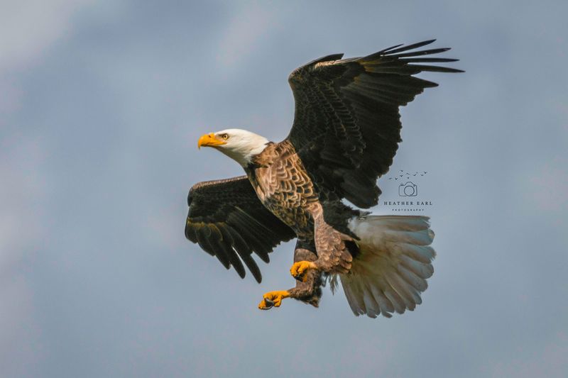 Bald Eagle